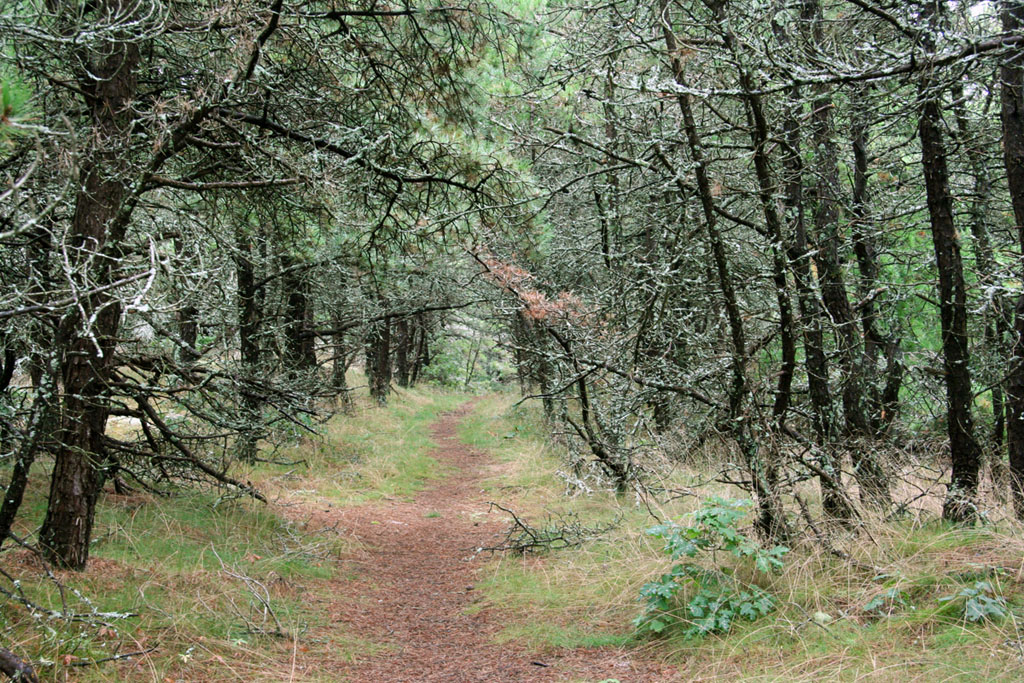 Searching For The Lost Grave of Thomas Ridley