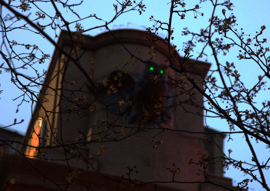 Owls With Glowing Eyes in Herald Square