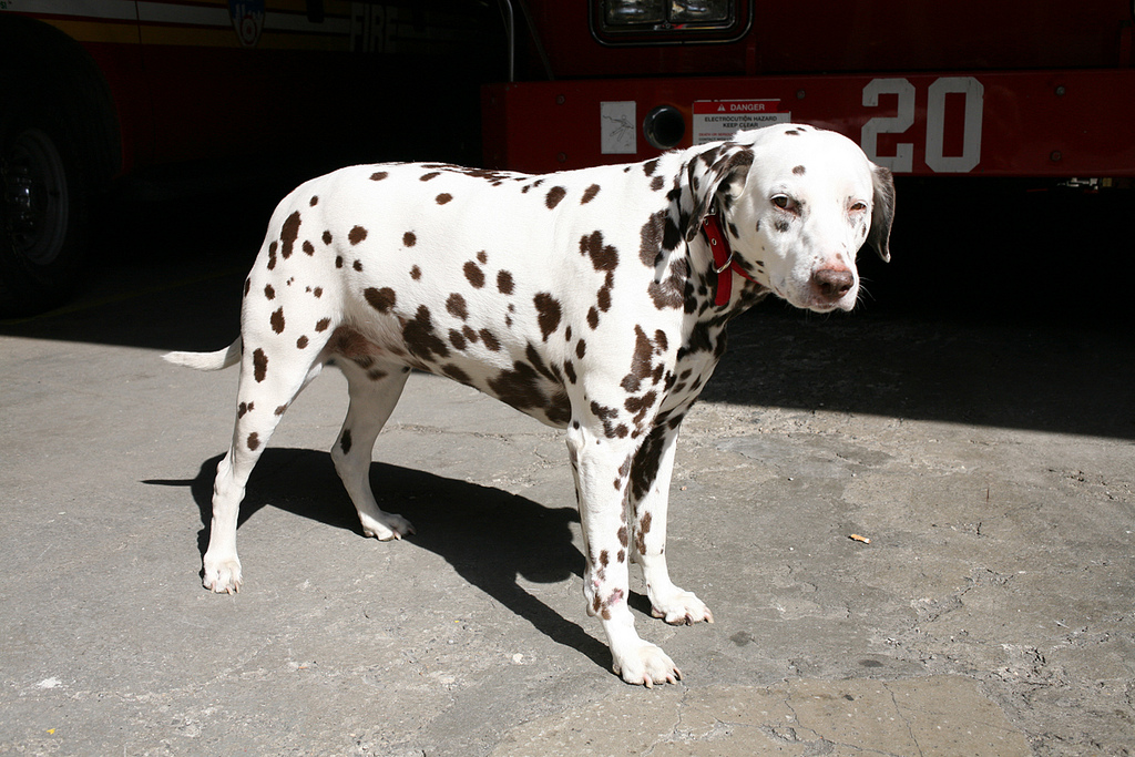 New York City Firehouse Actually Has A Pet Dalmatian!