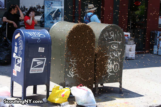 And To Think That I Saw Bees On Mulberry Street